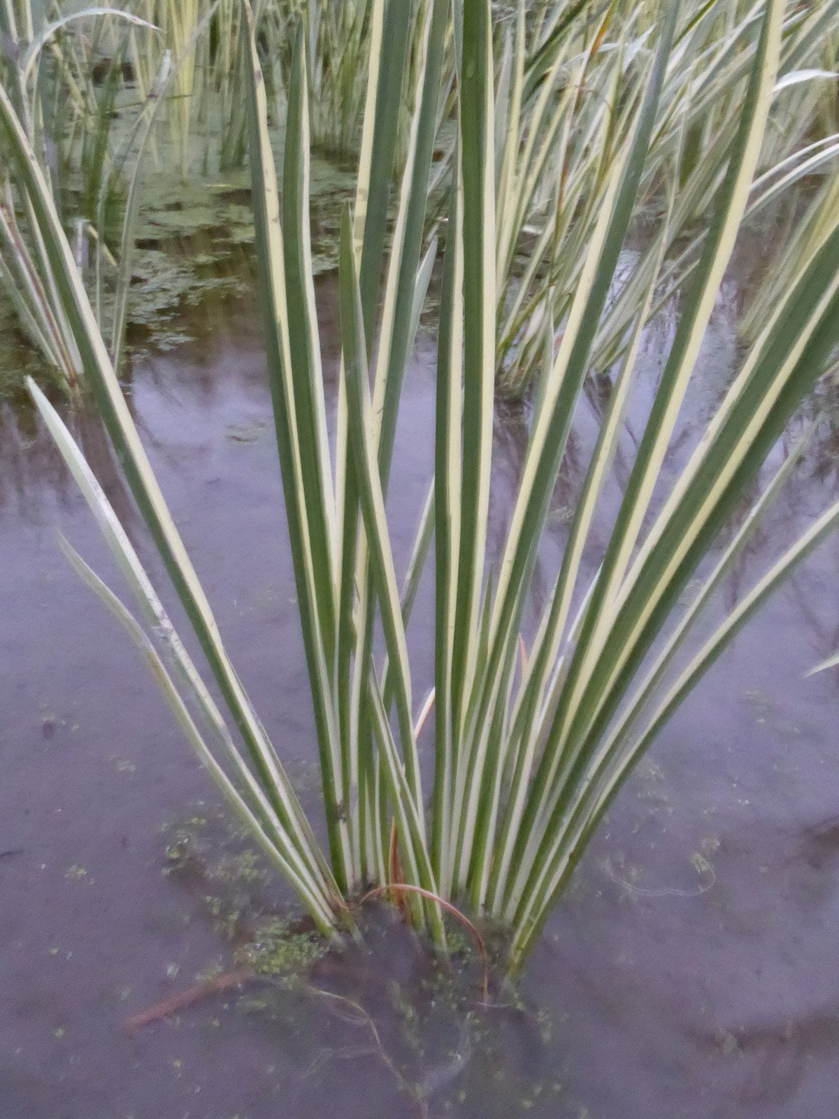 Acorus calamus Variegatus Marginal Pond Plant