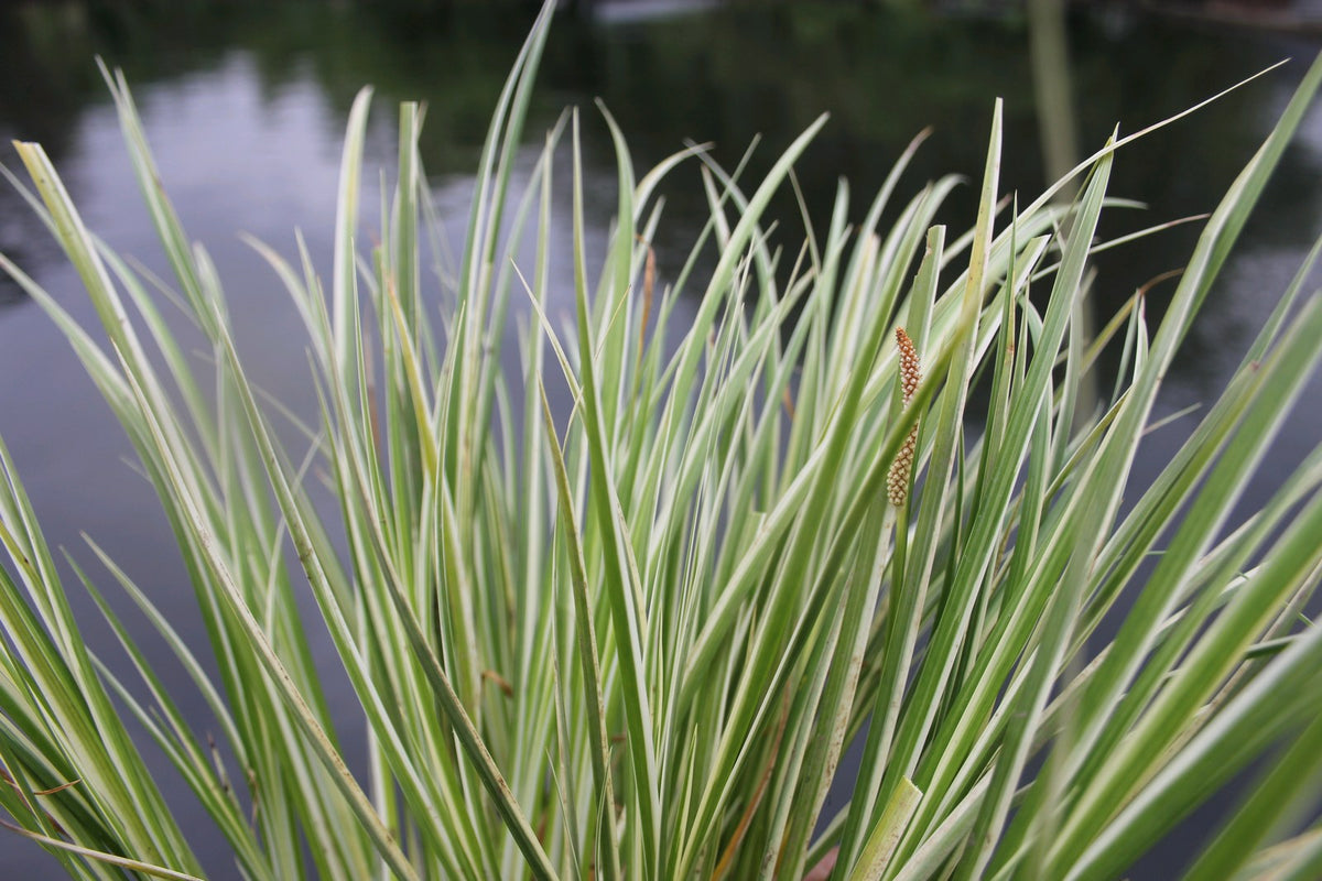 Acorus gramineus Variegatus Marginal Pond Plant