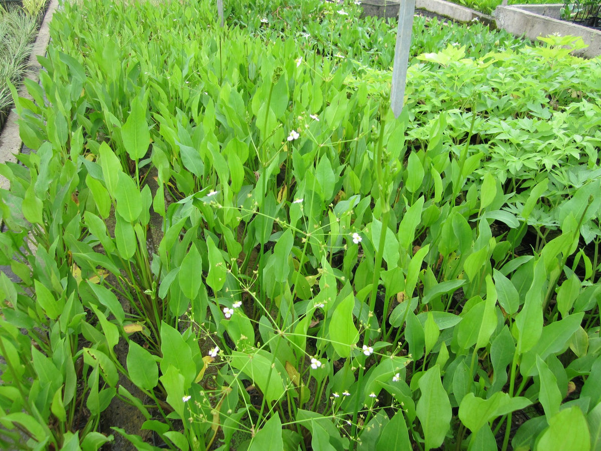 Alisma plantago aquaticum Marginal Pond Plant