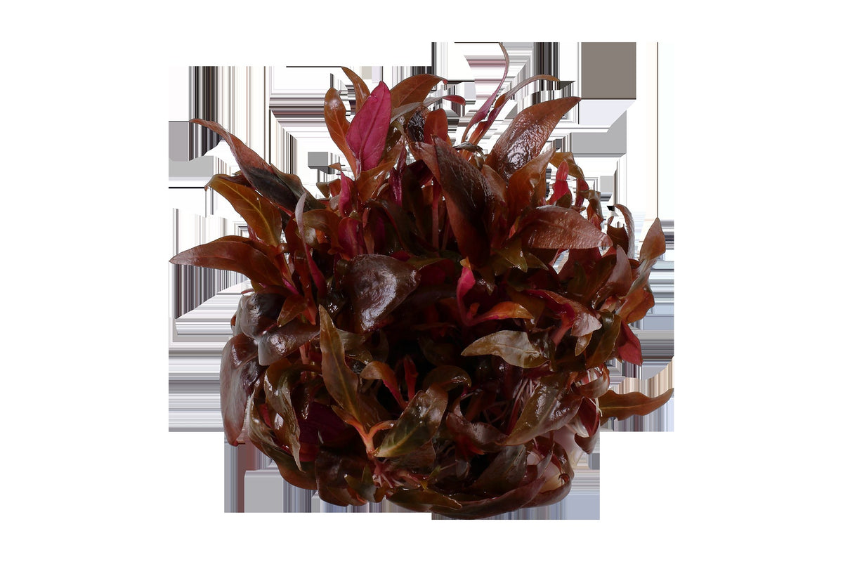 Alternanthera reineckii 'Mini' — 1-2-Grow!