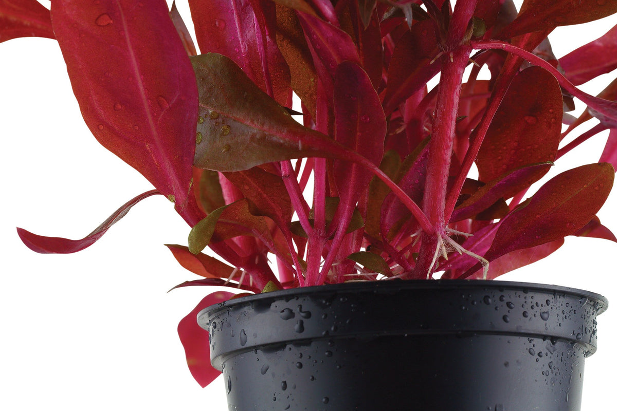 Alternanthera reineckii 'Rosanervig' - Potted Aquarium Plant — Potted