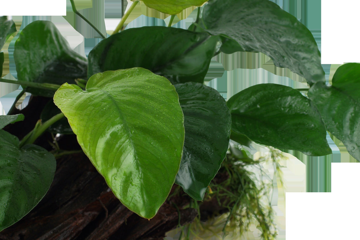 Anubias barteri var. caladiifolia on Wood — XL