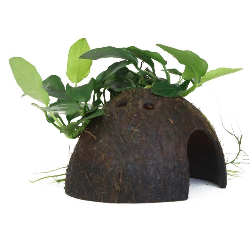 Anubias barteri var. nana on Coconut Shell — Standard