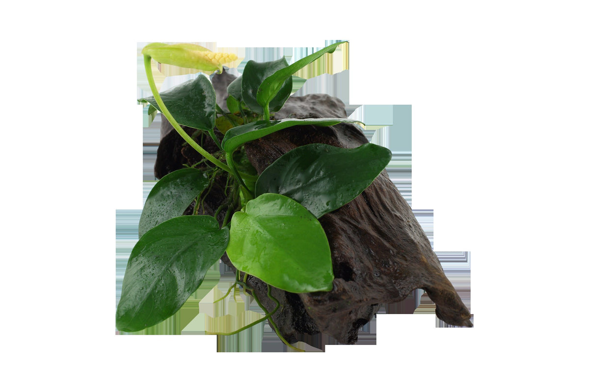 Anubias barteri var. nana on Wood — Standard