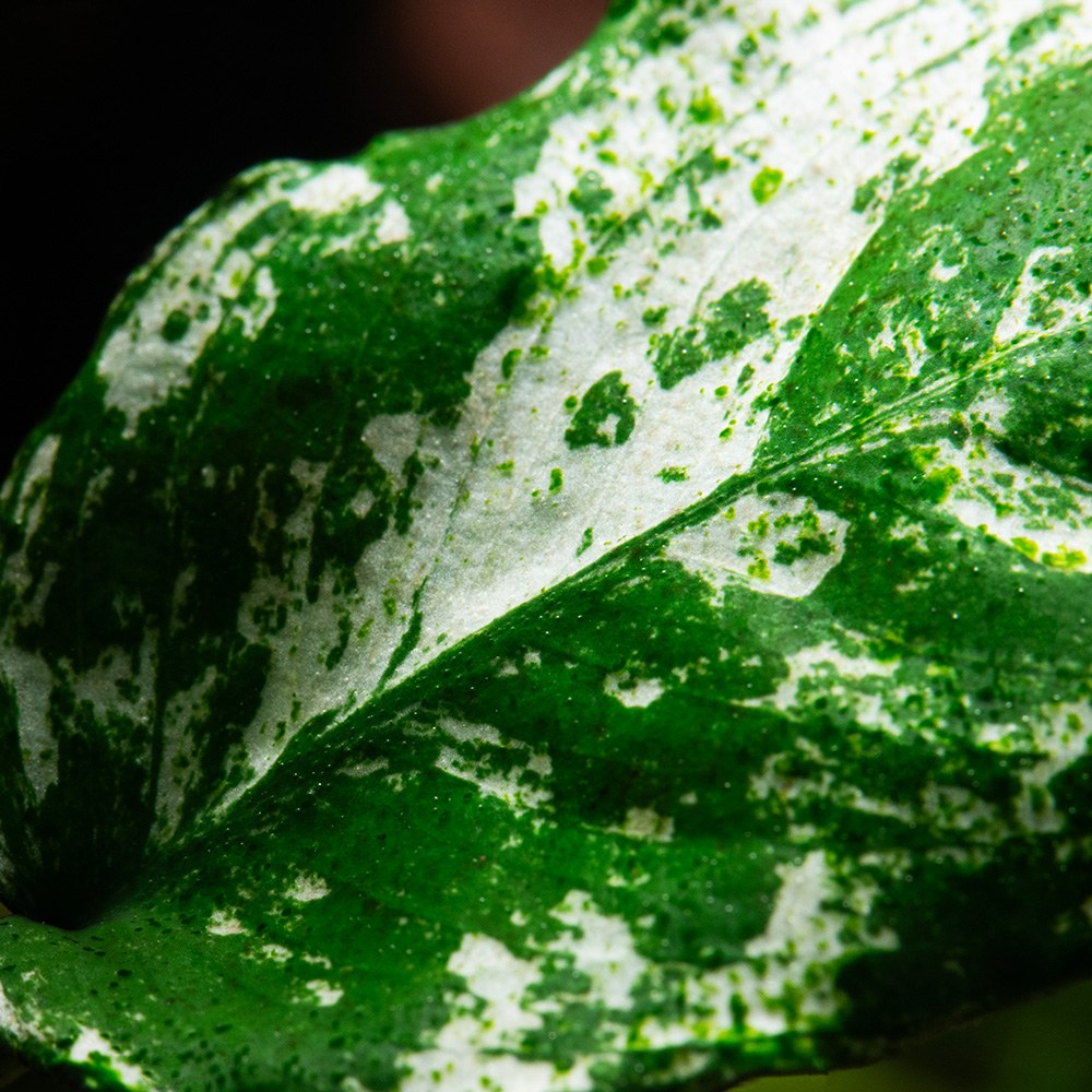Anubias barteri var. nana 'Pinto' — Potted