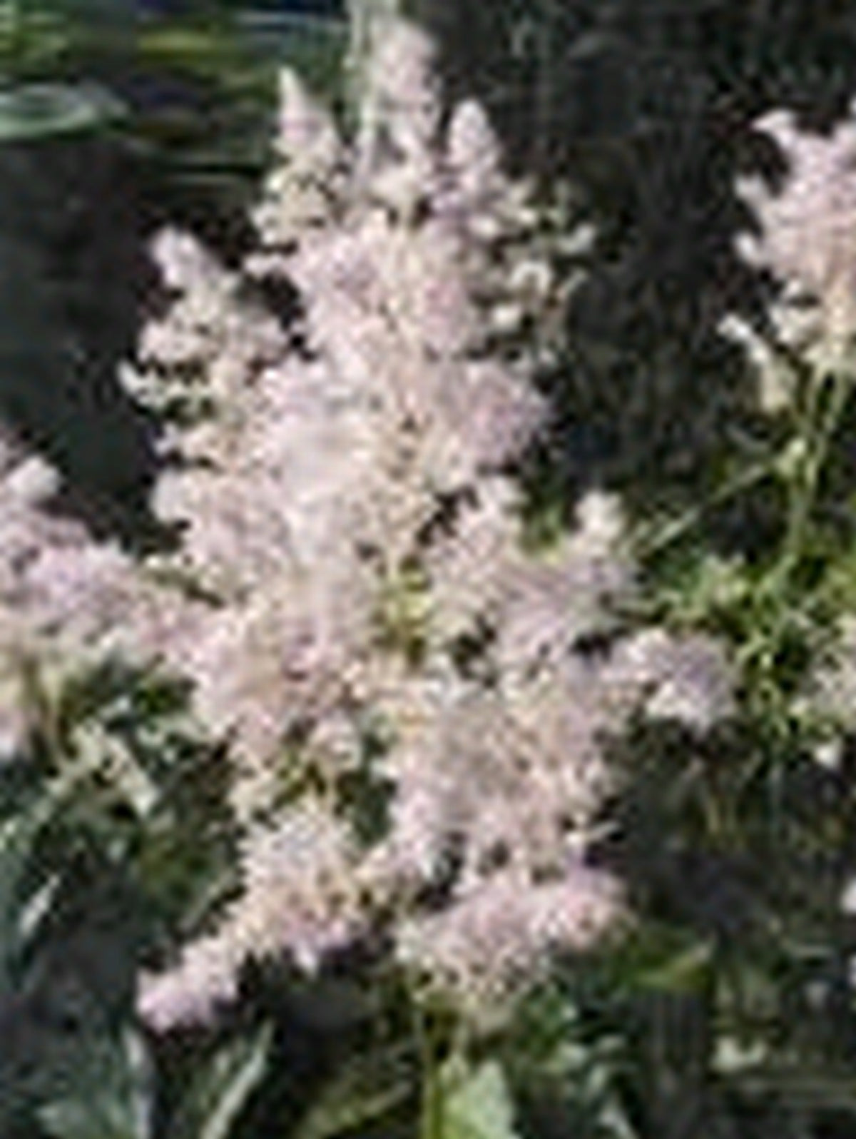 Astilbe Pink Pond Marginal Plant - 1 Litre Pot