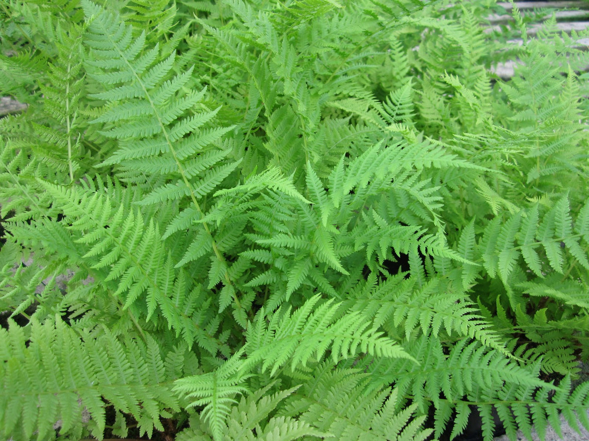 Athyrium filix-femina Native Fern - Pack of 3, 9cm Pots