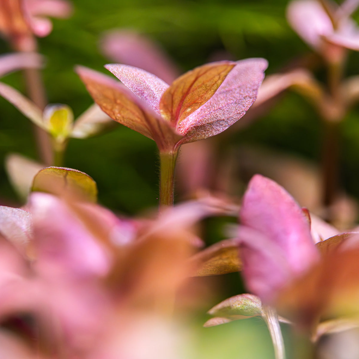 Bacopa salzmannii 'Purple' (Potted Aquarium Plant) — Potted