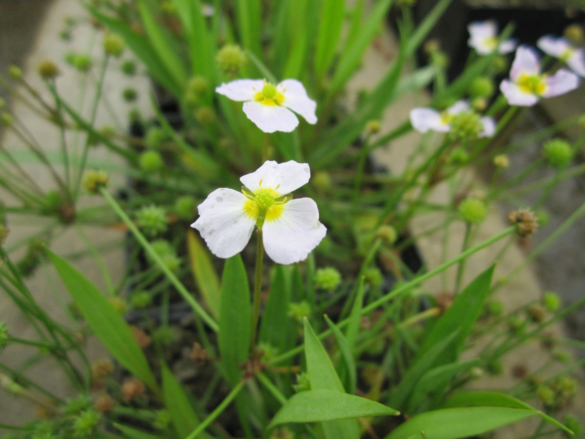 Baldellia ranunculoides Marginal Pond Plant