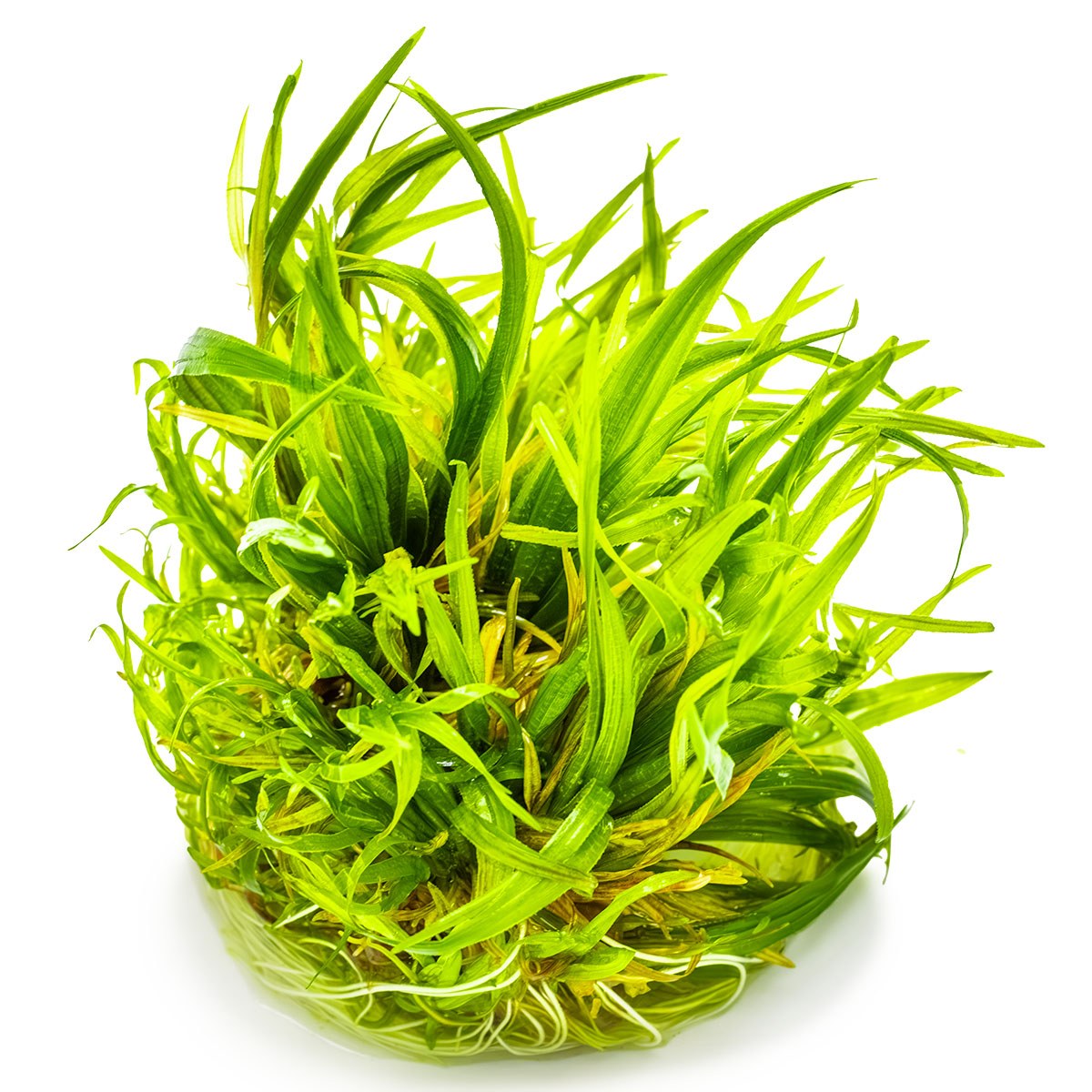 Blyxa japonica — 1-2-Grow!