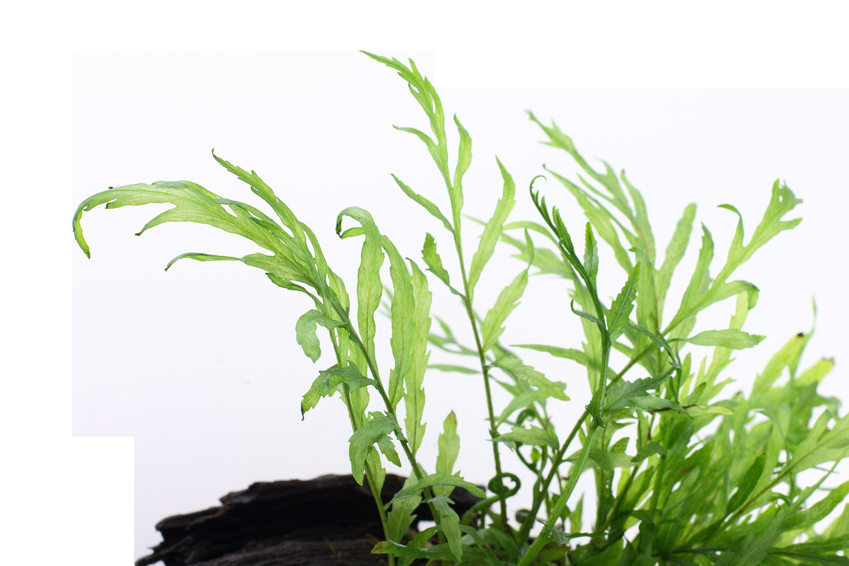 Bolbitis heudelotii Fern Mounted on Wood — Standard