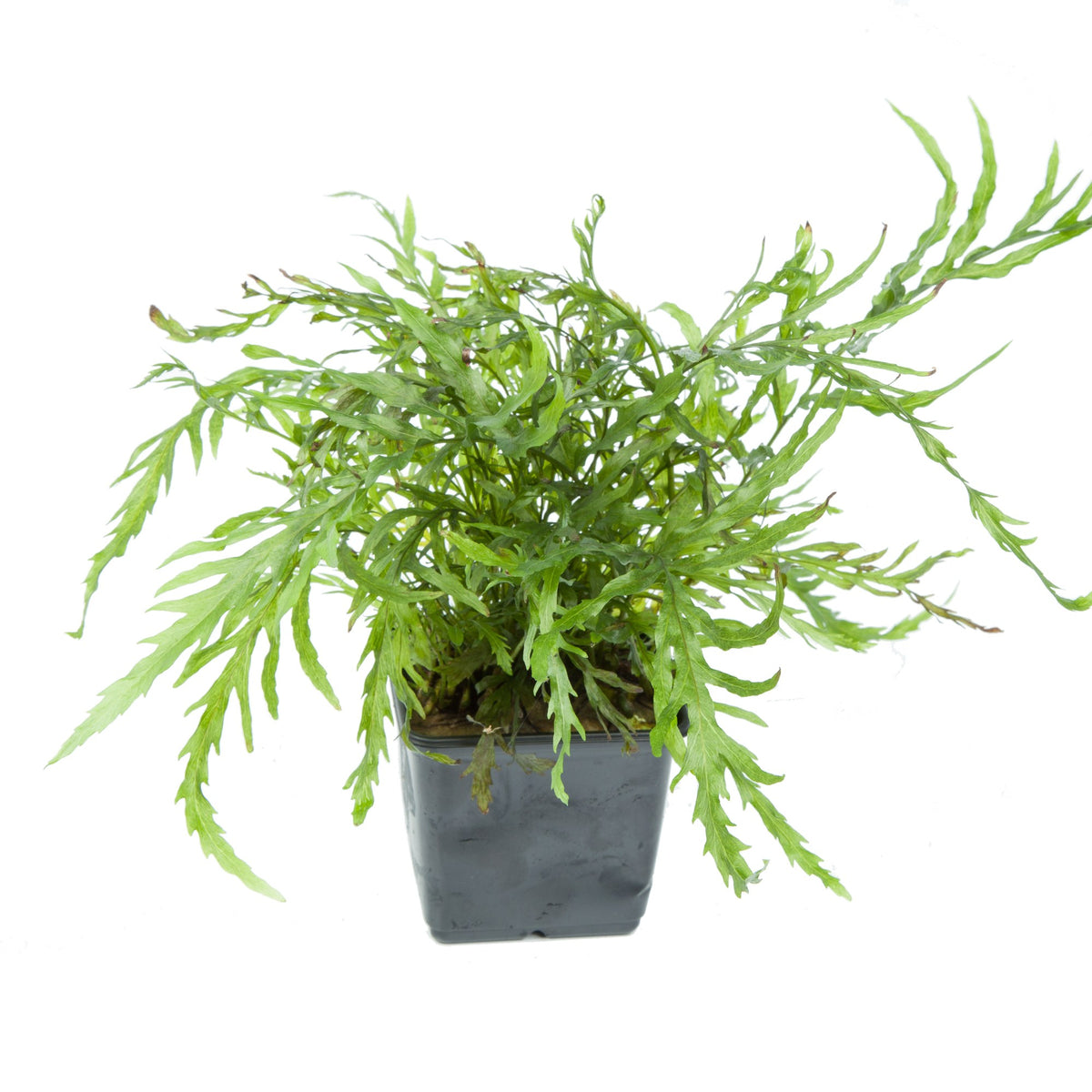 Bolbitis heudelotii — XL mother plant