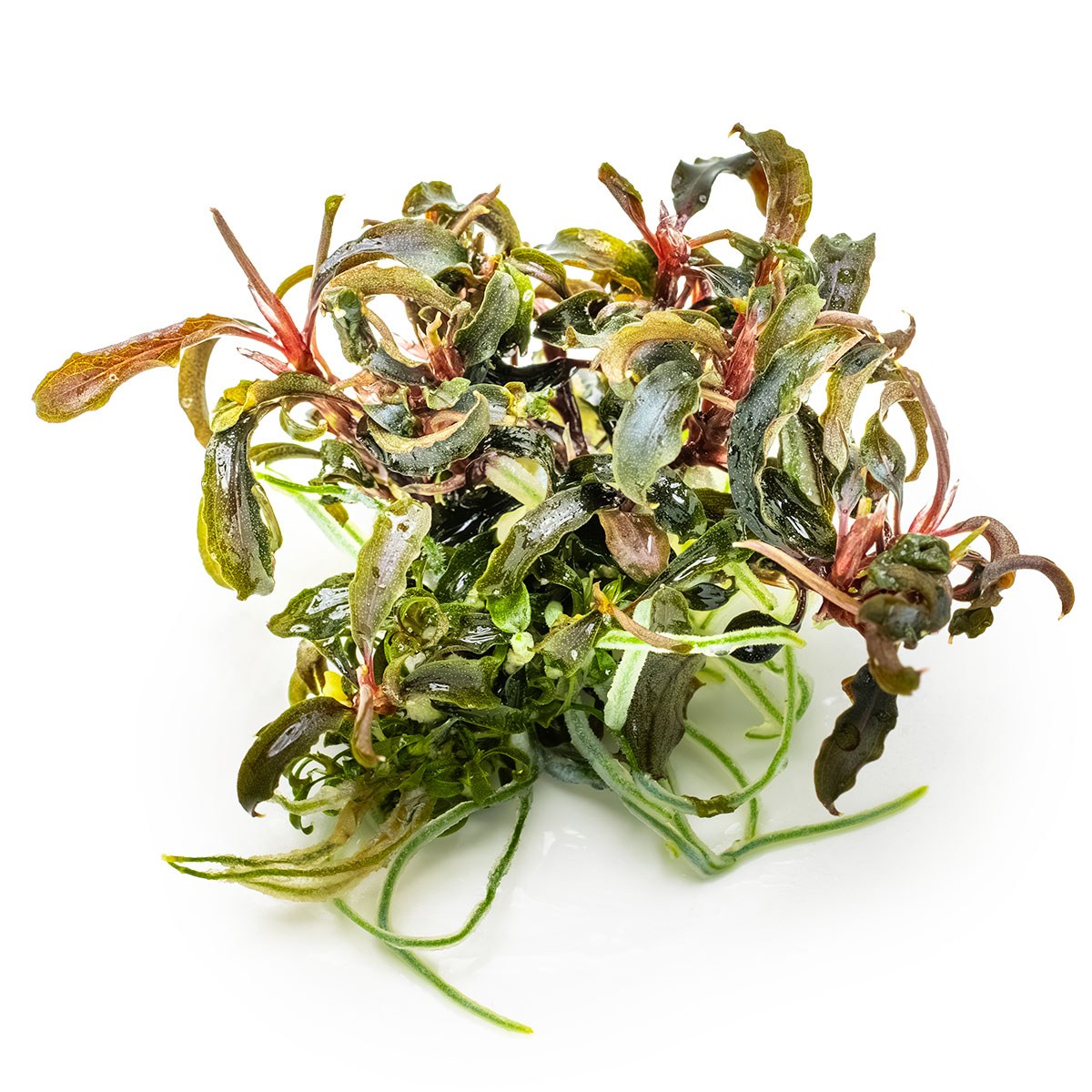 Bucephalandra diabolica 'Kedagang' Aquarium Plant — 1-2-Grow!