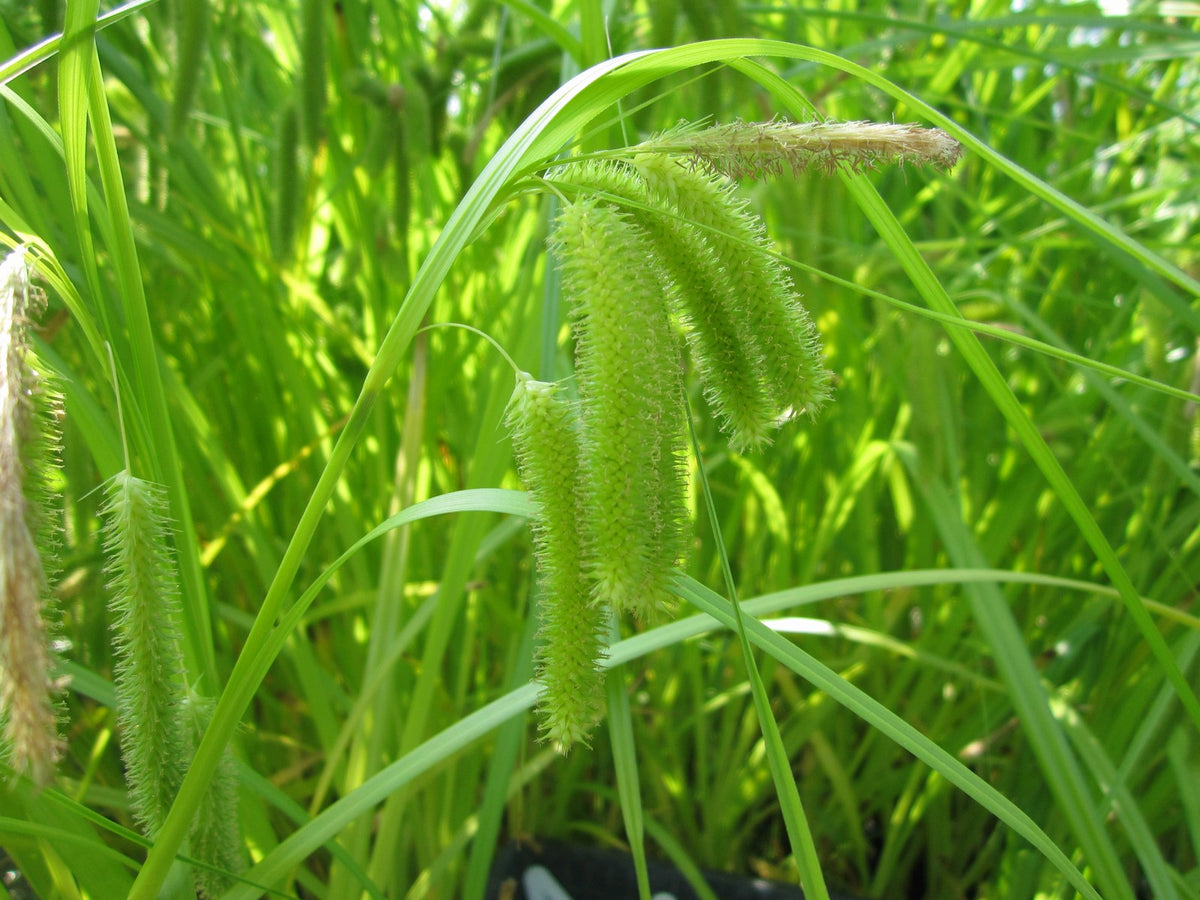 Carex pseudocyperus (Cyperus Sedge) Native Marginal Pond Plant