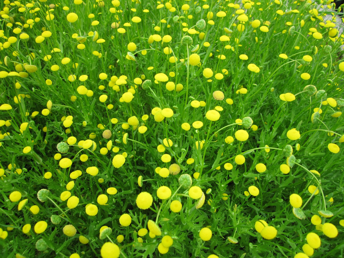 Cotula coronopifolia Marginal Pond Plant