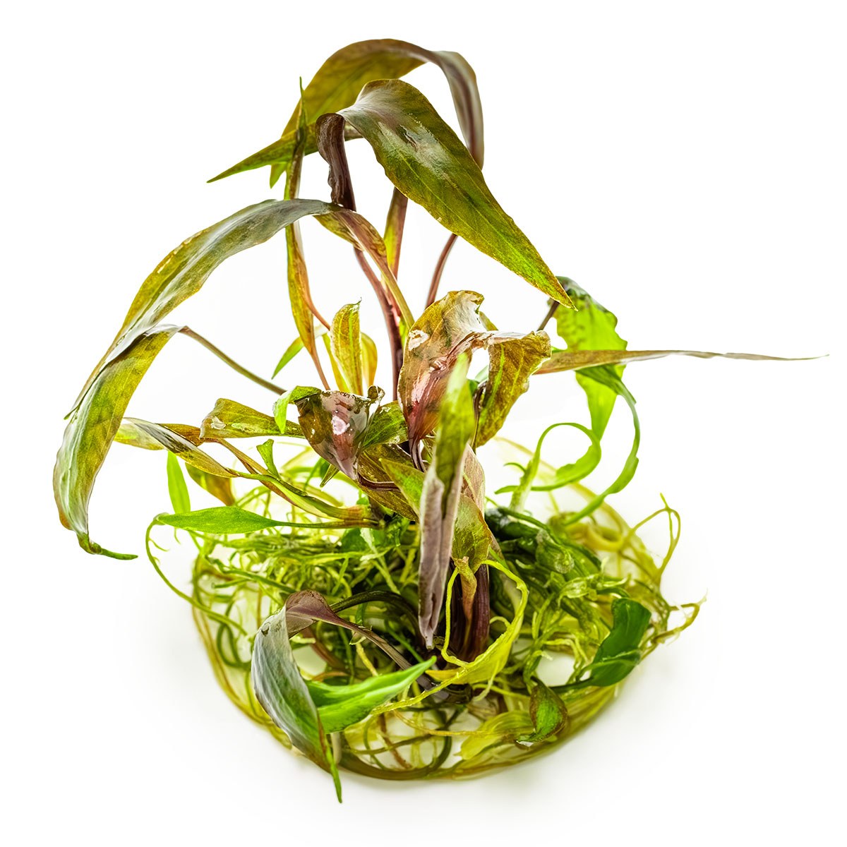 Cryptocoryne nurii 'Rose Maiden' Aquarium Plant — 1-2-Grow!