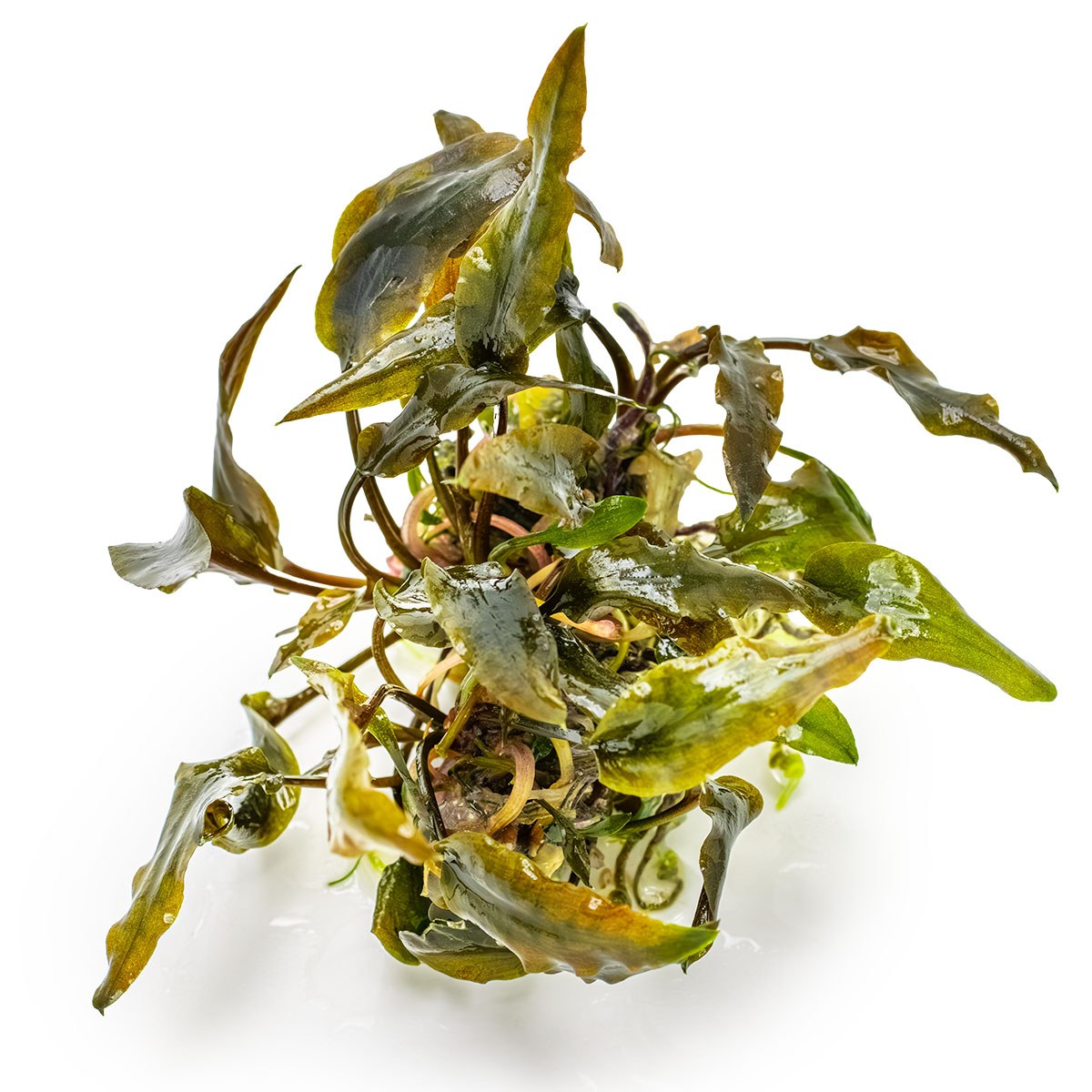 Cryptocoryne wendtii 'Mi Oya' - 1-2-Grow! Tissue Culture Aquarium Plant — 1-2-Grow!