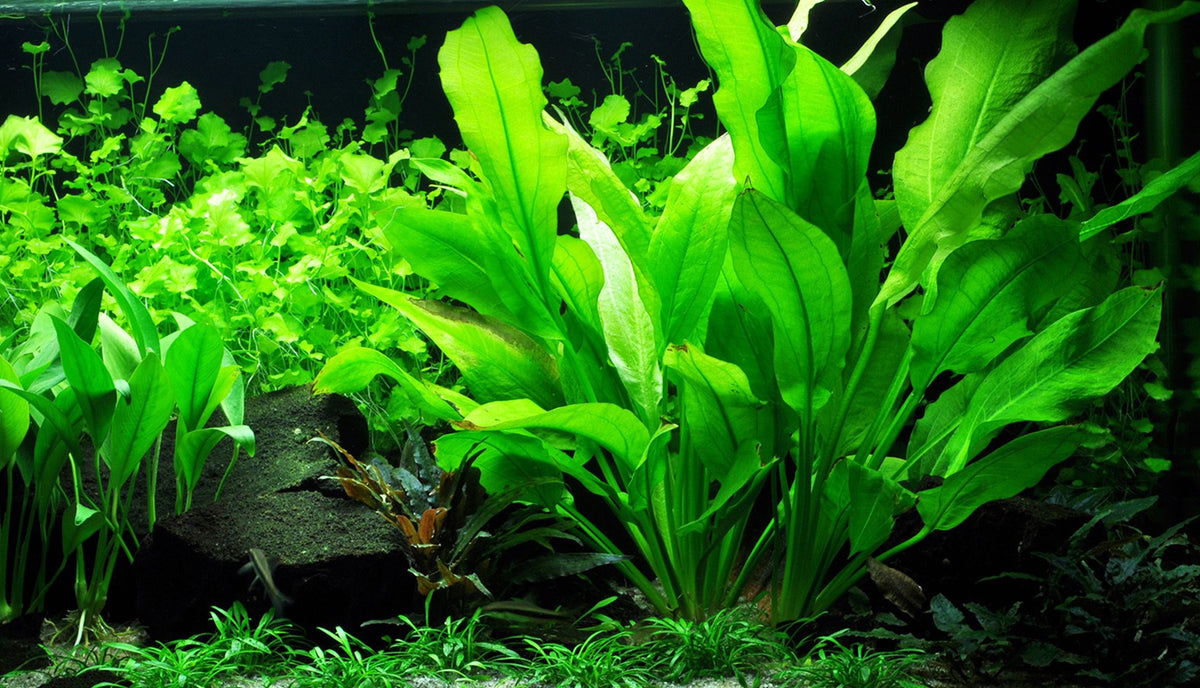 Echinodorus grisebachii 'Bleherae' — XL mother plant