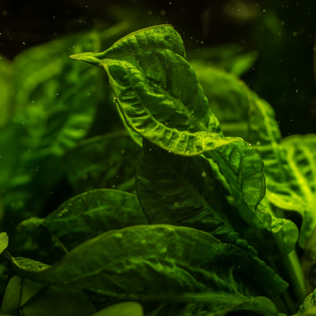 Echinodorus grisebachii 'Tropica' Sword Plant — 1-2-Grow!