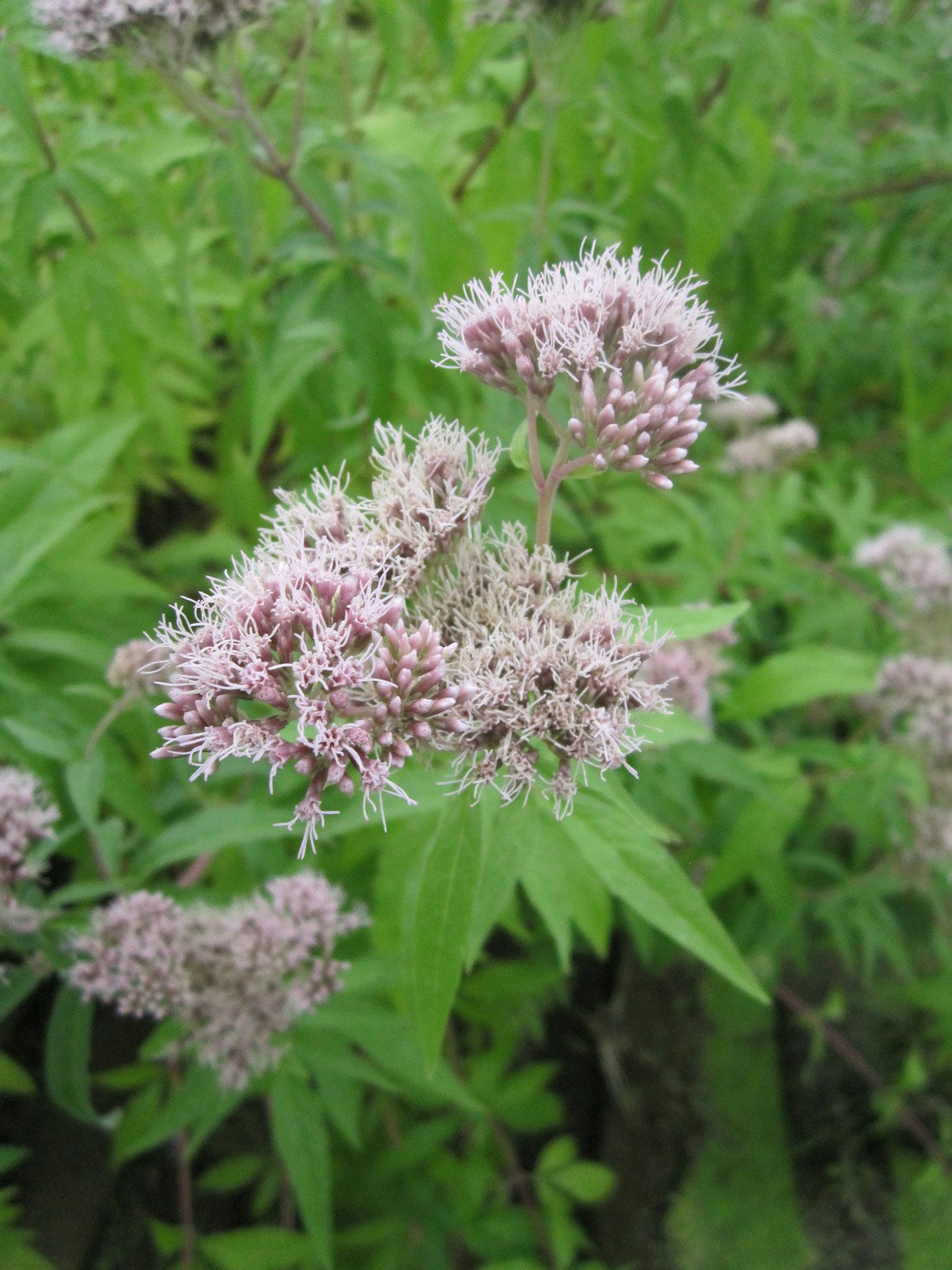 Eupatorium cannabinum Native Marginal Pond Plant