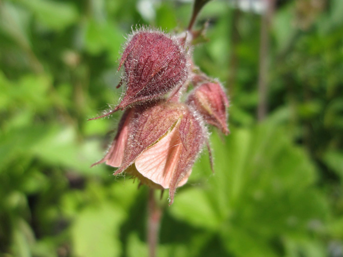 Geum rivale Marginal Pond Plant