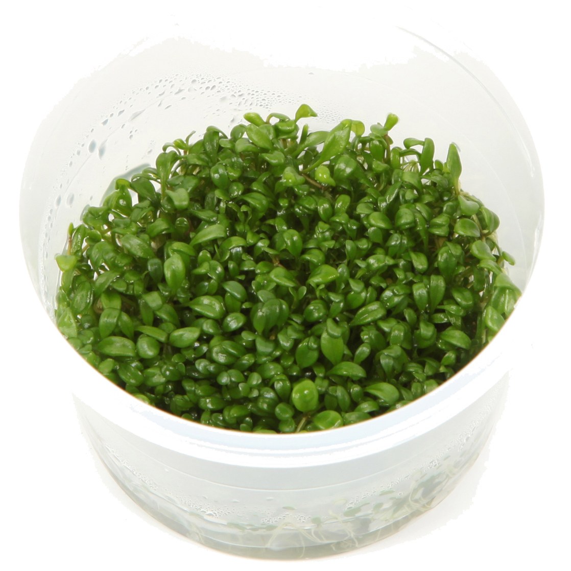 Glossostigma elatinoides — 1-2-Grow!