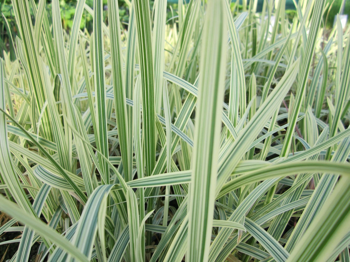 Glyceria maxima variegata Marginal Pond Plant