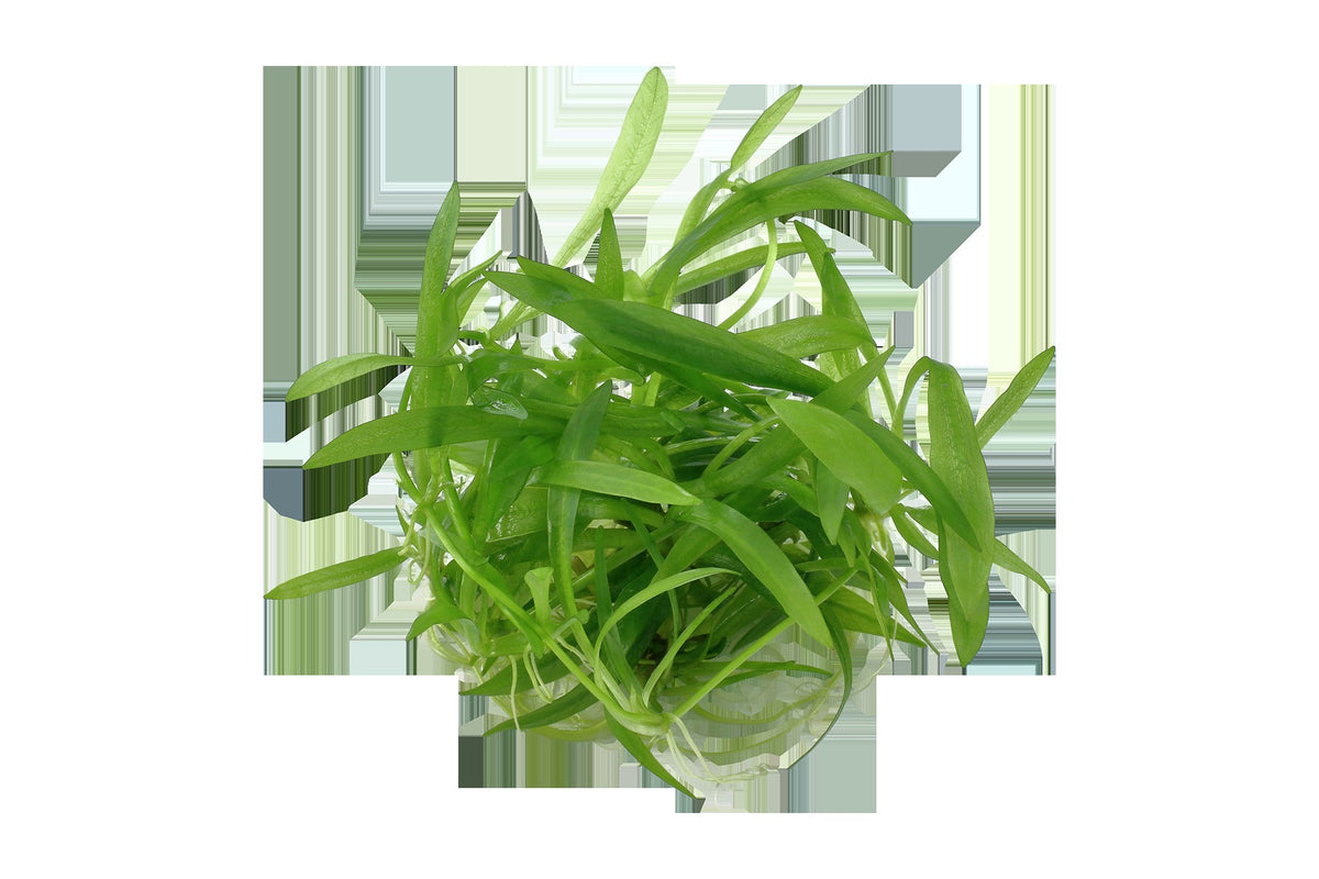 Helanthium bolivianum 'Quadricostatus' — 1-2-Grow!