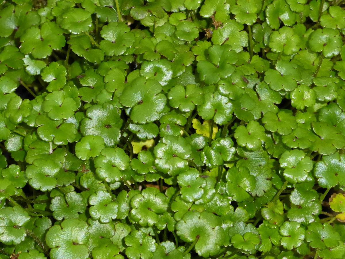Hydrocotyle Nova Zealand Pond Marginal Plant