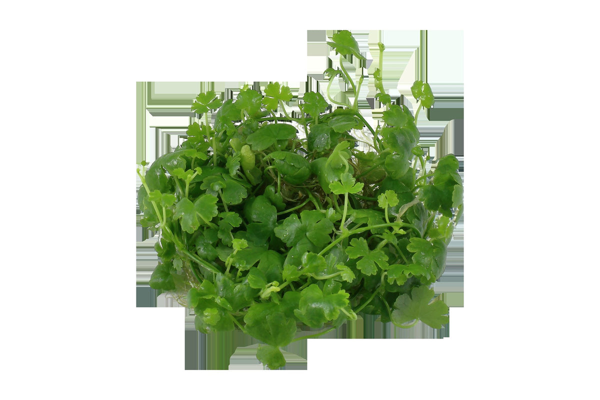 Hydrocotyle tripartita — 1-2-Grow!