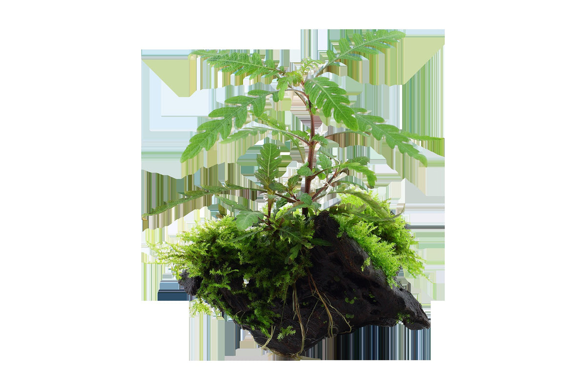 Hygrophila pinnatifida & Moss on Wood — Standard