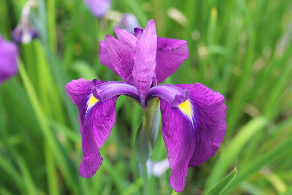 Iris ensata Marginal Pond Plant