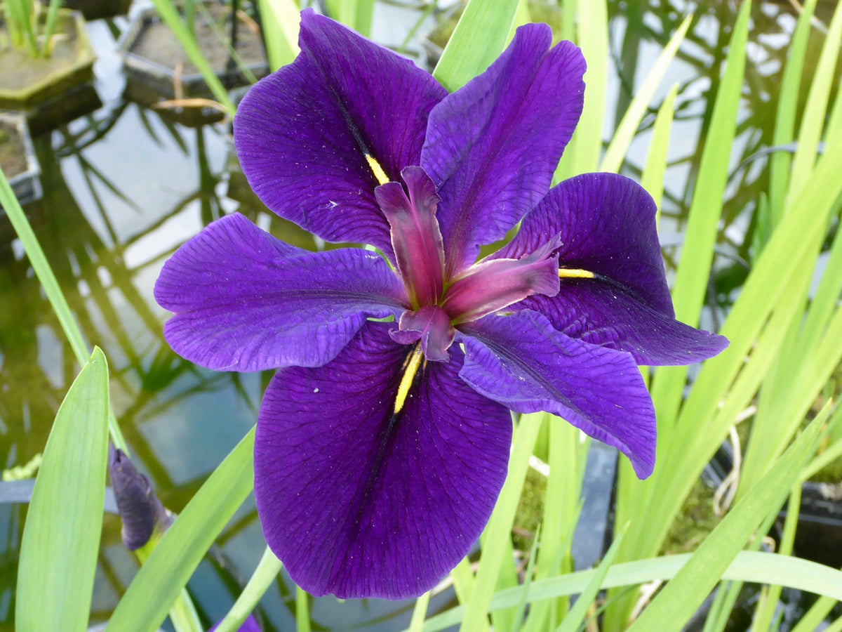 Iris louisiana 'Black Gamecock' Marginal Pond Plant