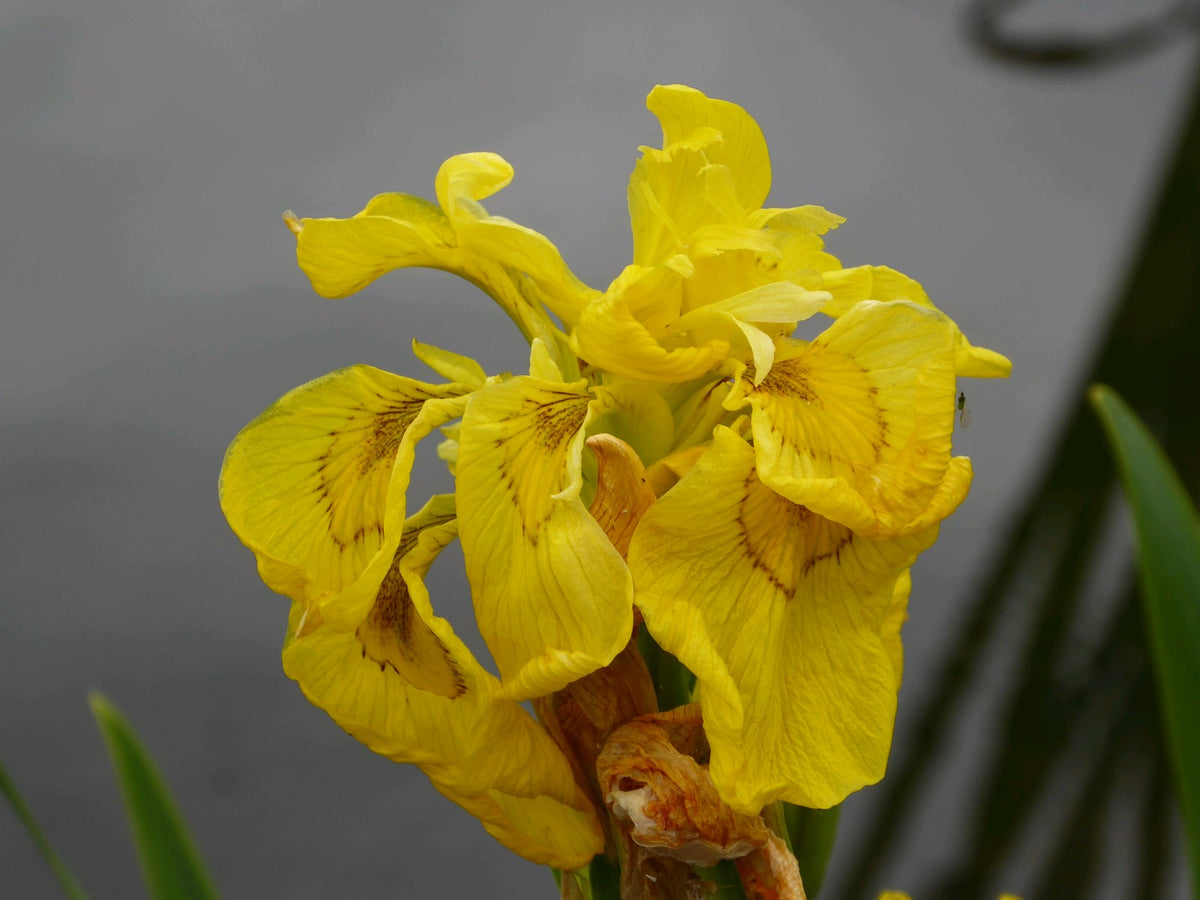 Iris pseudacorus 'Flore Pleno' Marginal Pond Plant (3 Litre)