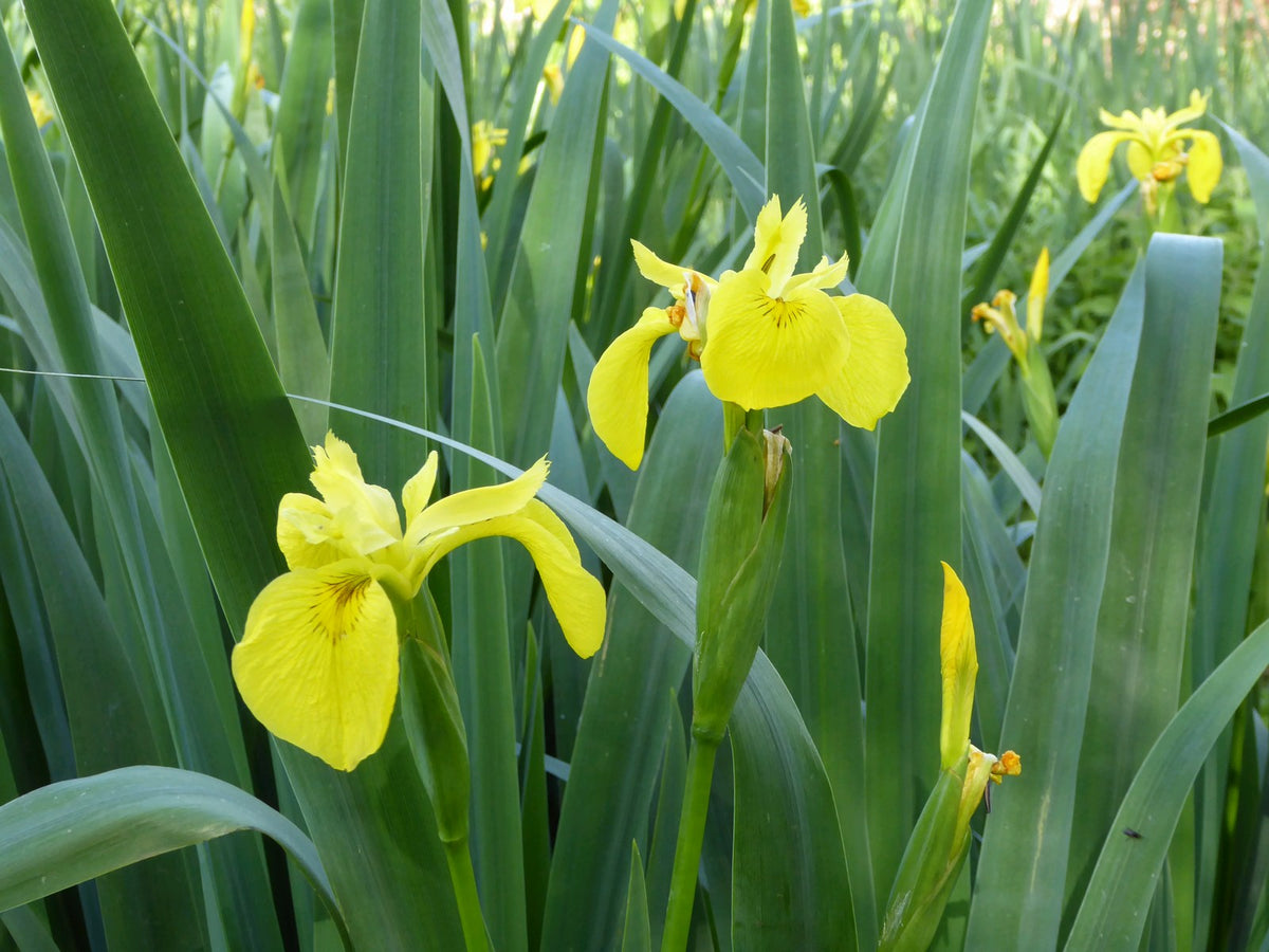Iris pseudacorus Marginal Pond Plant