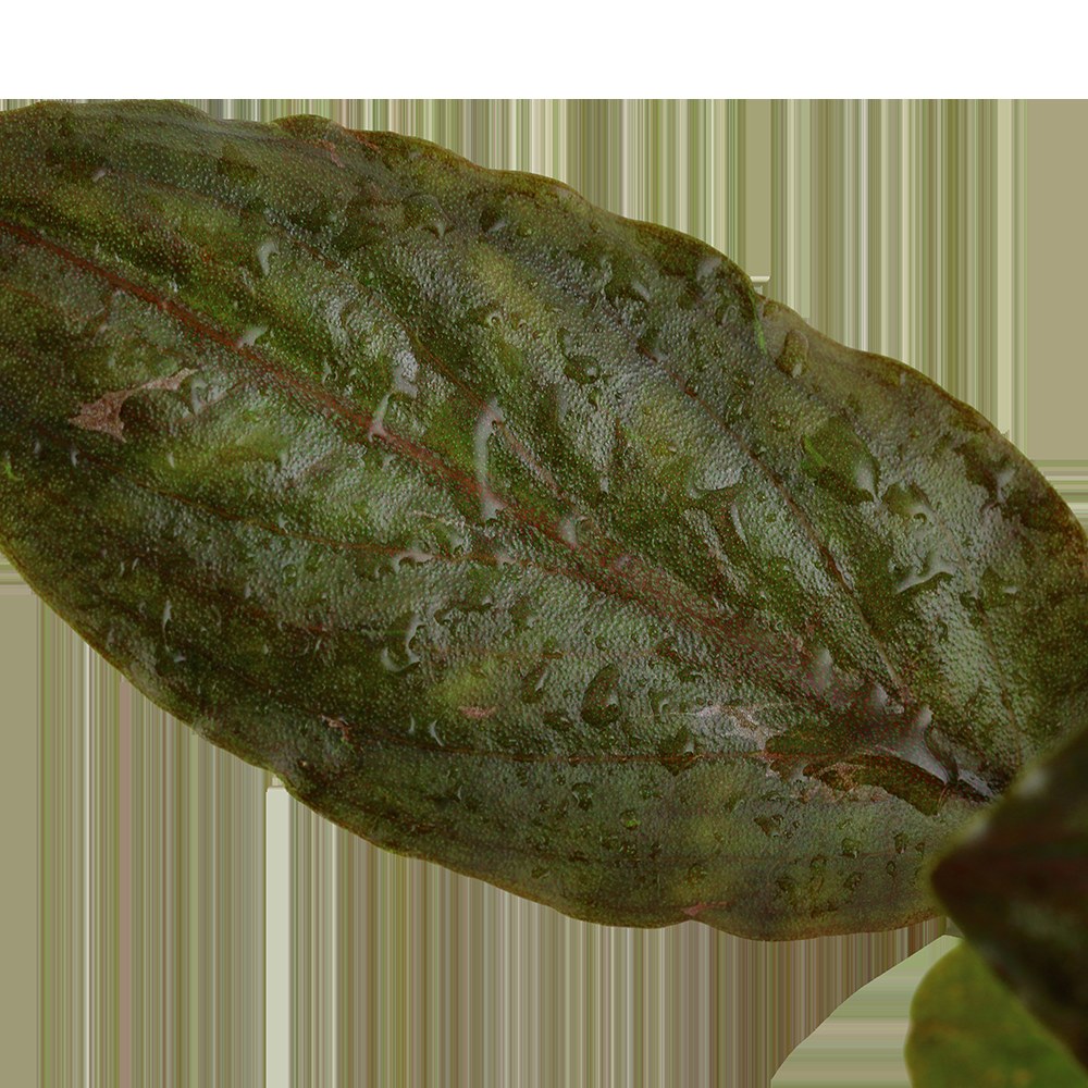 Lagenandra meeboldii 'Red' Potted Aquarium Plant — Potted
