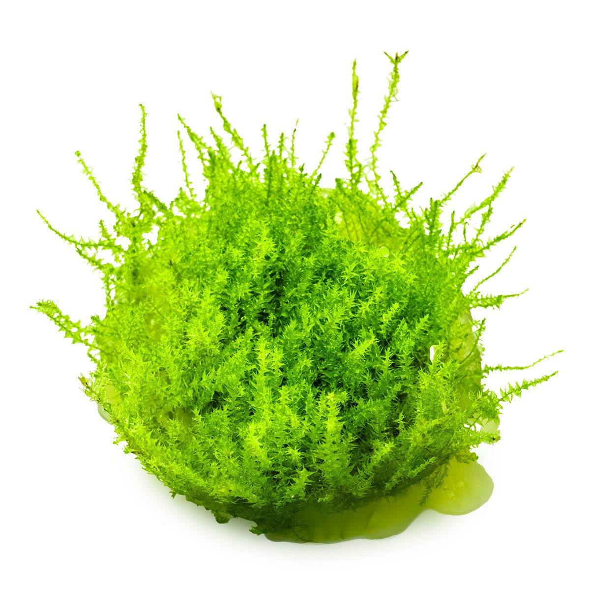 Leptodictyum riparium (Stringy Moss) — 1-2-Grow!