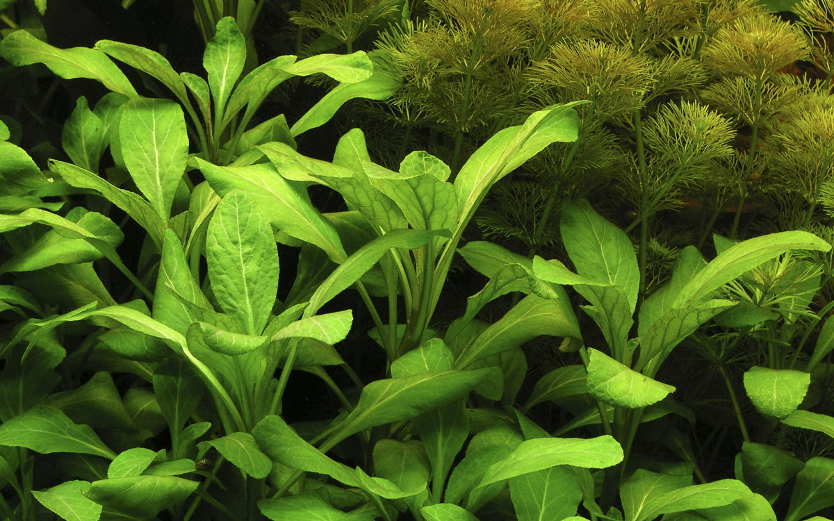 Lobelia cardinalis (Potted) — Potted