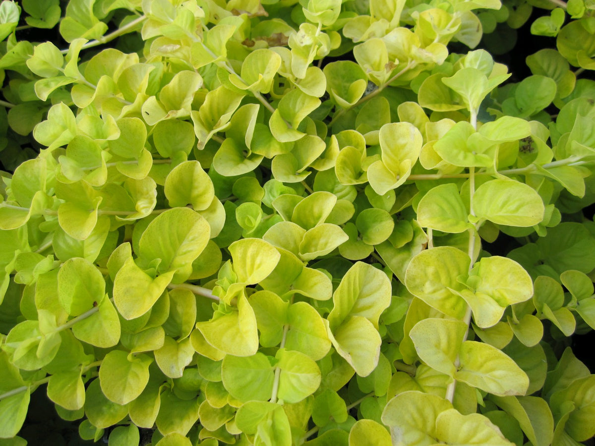 Lysimachia nummularia Aurea Golden-Leaved Pond Marginal Plant