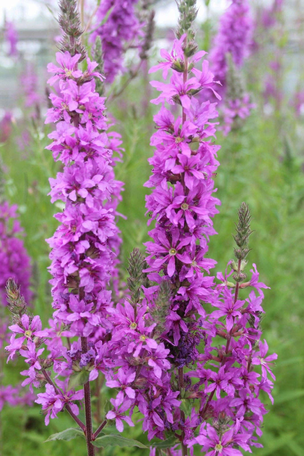 Lythrum salicaria Pond Marginal Plant