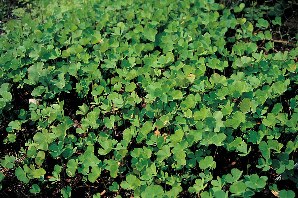 Marsilea quadrifolia Pond Marginal Plant