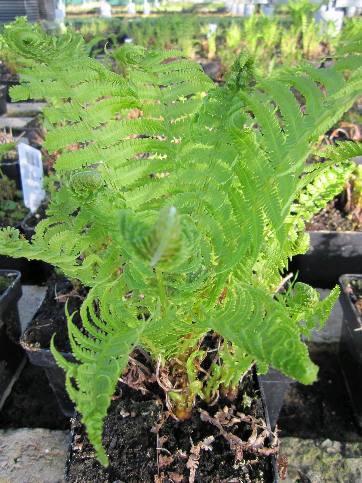 Matteuccia struthiopteris, Pack of 3 (9cm Pots)