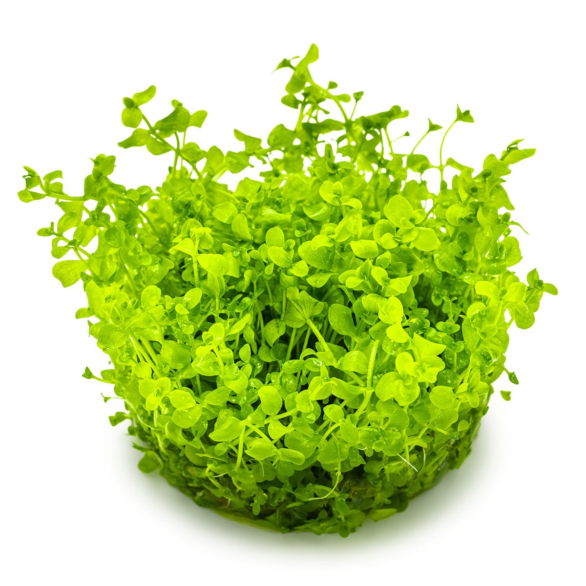 Micranthemum tweediei 'Monte Carlo' — 1-2-Grow!