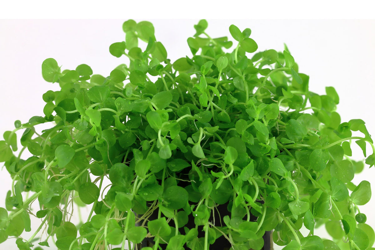Micranthemum umbrosum Aquarium Plant — Potted
