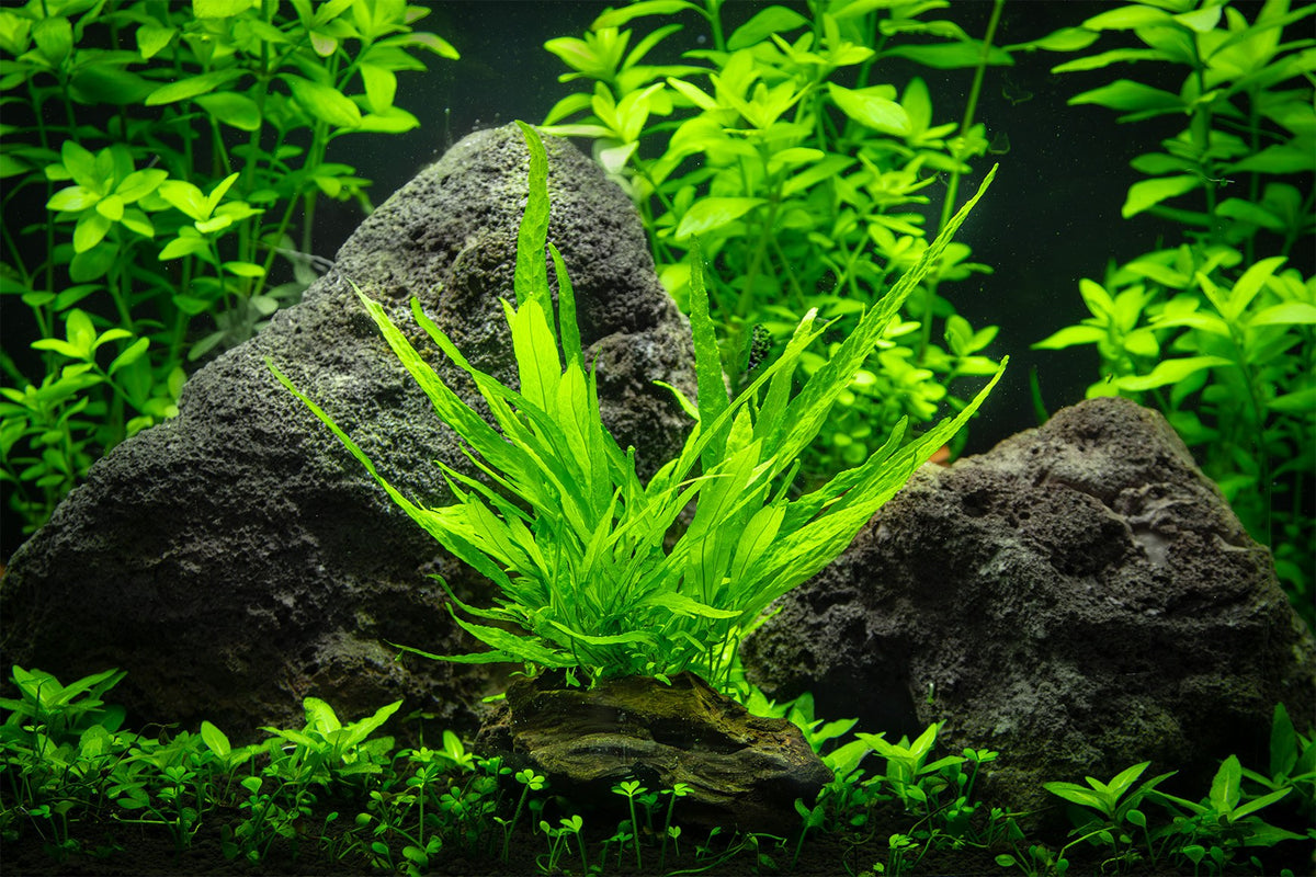 Microsorum pteropus 'Narrow' (Narrow Leaf Java Fern) on Nano Wood — Standard