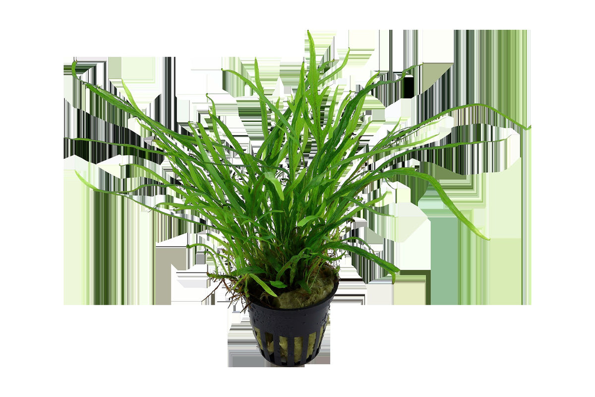 Microsorum pteropus 'Trident' Java Fern — Potted