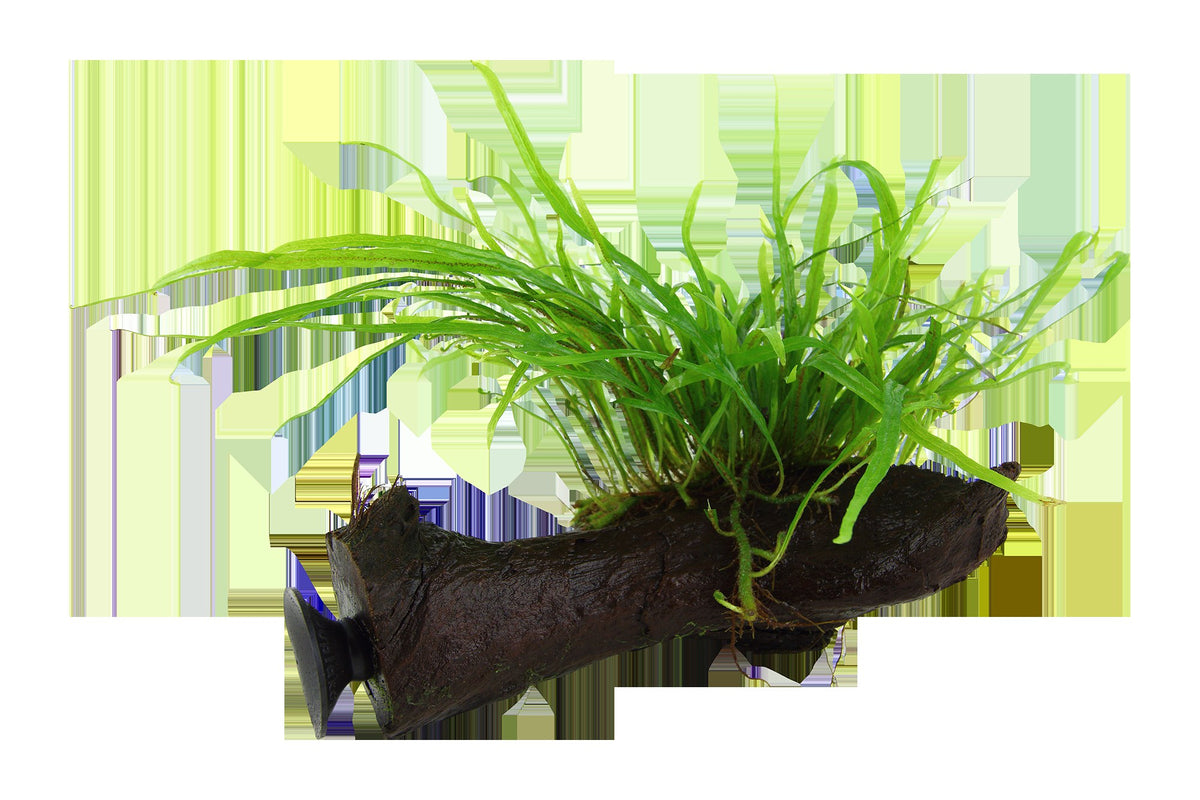 Microsorum pteropus 'Trident' on Wood with Sucker — Standard