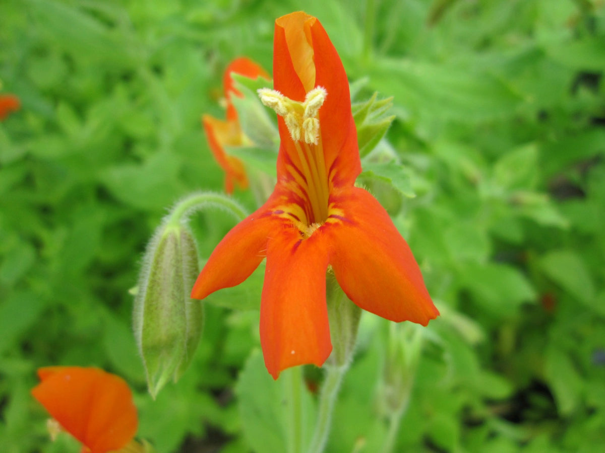 Mimulus cardinalis Marginal Pond Plant