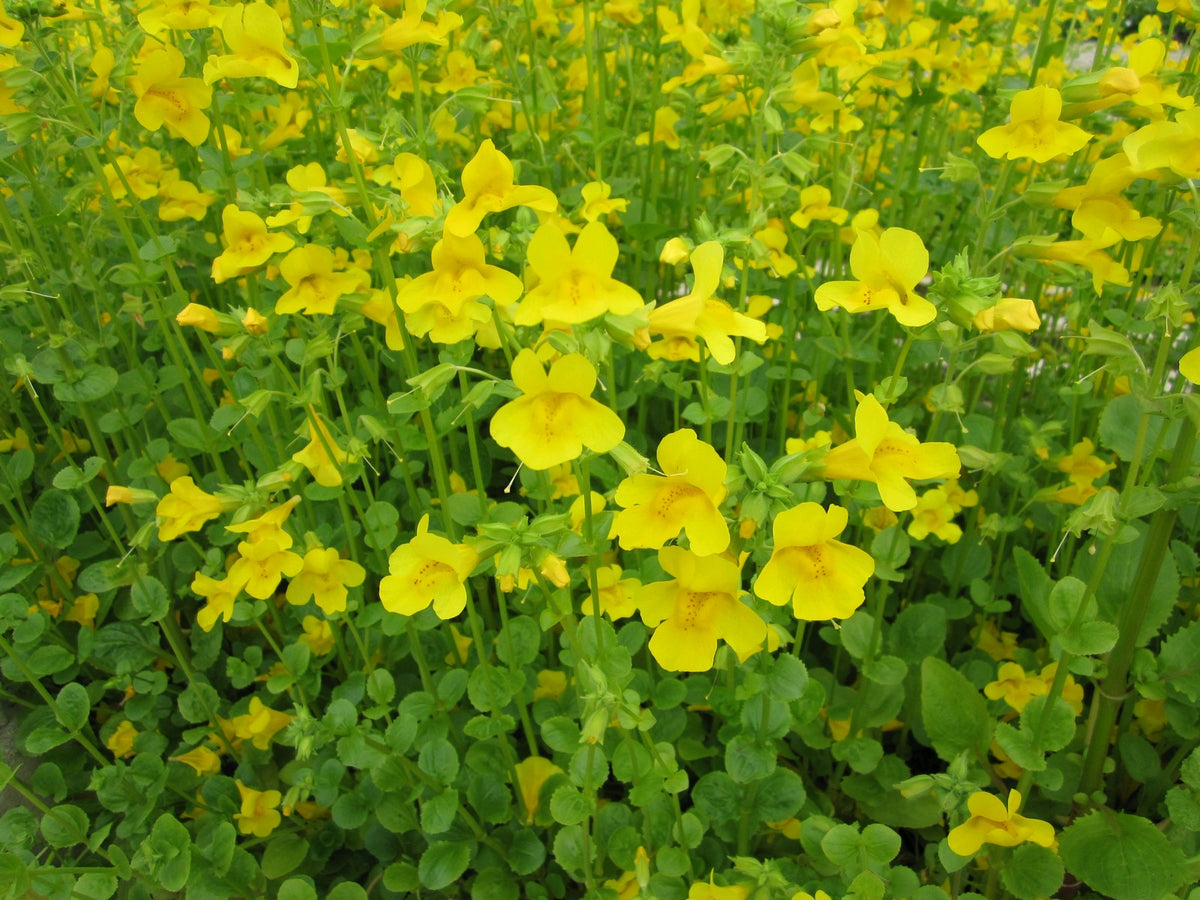 Mimulus guttatus Marginal Pond Plant