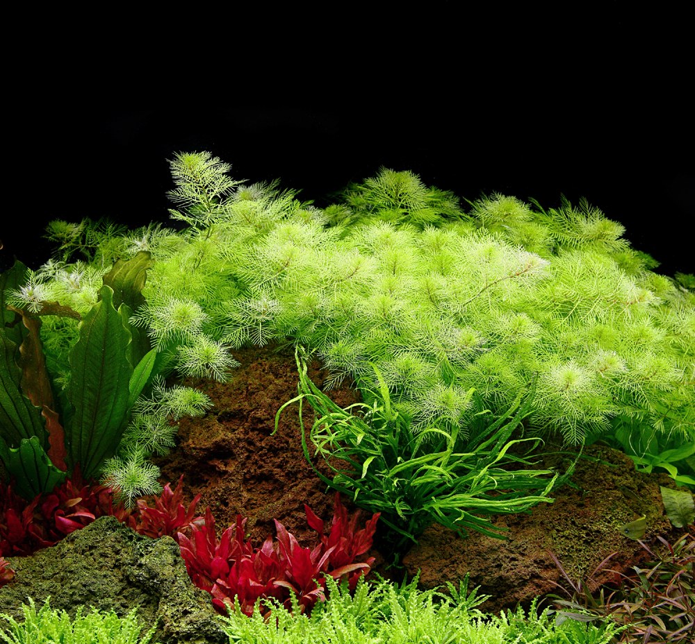 Myriophyllum mattogrossense Potted Aquarium Plant — Potted